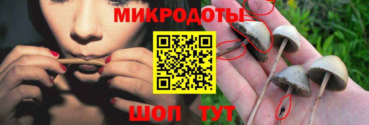 Галлюциногенные грибы Psilocybine cubensis  Вход с VPN  Удомля 